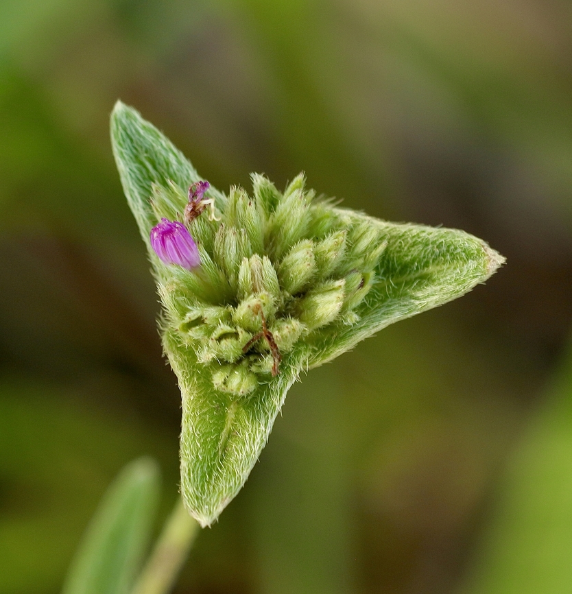 Tall Elephant's-Foot - Elephantopus elatus  Eamw flora,Elephantopus elatus,Florida,Geotagged,Summer,United States