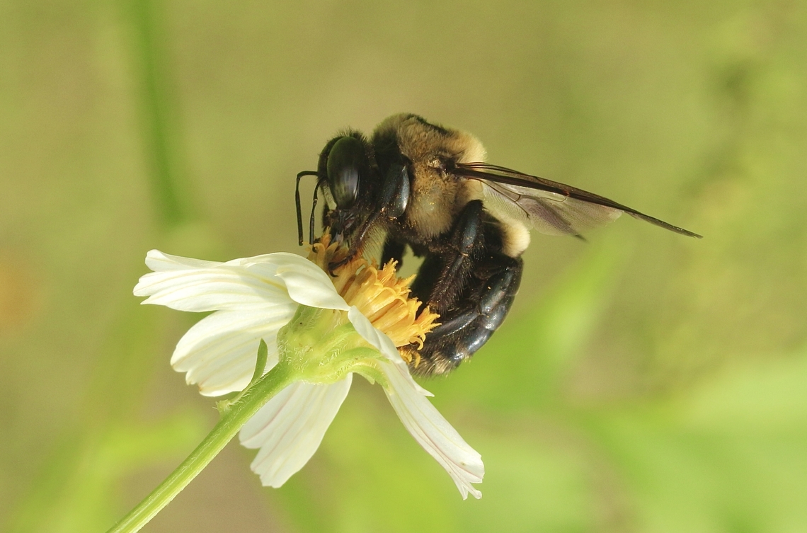 Eastern Carpenter Bee - Xylocopa virginica  Eamw bees,Eastern Carpenter Bee,Florida,Geotagged,Summer,United States,Xylocopa virginica
