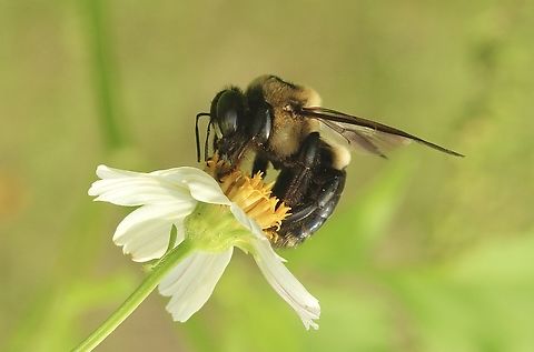 Eastern Carpenter Bee - Xylocopa virginica  Eamw bees,Eastern Carpenter Bee,Florida,Geotagged,Summer,United States,Xylocopa virginica