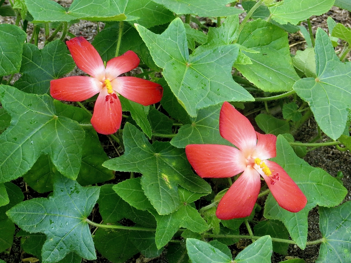 Abelmoschus rhodopetalus          Abelmoschus is a genus of about fifteen species of flowering plants in the mallow family (Malvaceae), native to tropical Africa, Asia and northern Australia. It was formerly included within Hibiscus, but is now classified as a distinct genus. The genus name derives from Arabic meaning 'father of musk' or 'source of musk' referring to the scented seeds.<br />
Sourced from Wikipedia..                      Abelmoschus rhodopetalus,Eamw flora,Geotagged,Summer,Vietnam