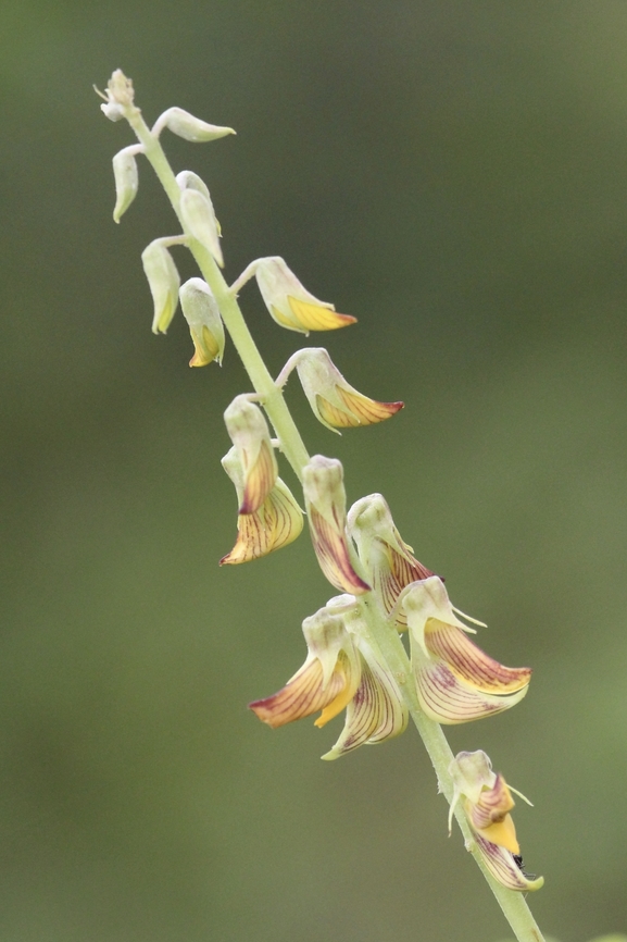 Streaked Rattlepod -  Crotalaria pallida Sourced from Wikipedia <br />
The plant is grown as a ground cover and a green manure crop, especially in the inter-rows of rubber trees and coconut palms. Flowers are eaten as a vegetable in Cambodia, where the seeds are roasted and grounded for use as a sort of coffee beverage. The roots are sometimes chewed with betel nuts in Vietnam. In traditional medicine, the plant is used to treat urinary problems and fever, a poultice of the roots is applied to swelling of joints and an extract of the leaves is taken to expel intestinal worms.[4][5] Crotalaria pallida,Eamw flora,Geotagged,Streaked Rattlepod,Summer,Vietnam
