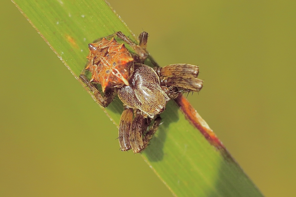 Starbellied Orbweaver - Acanthepeira stellata  Acanthepeira stellata,Eamw spiders,Geotagged,Starbellied Orbweaver,Summer,United States