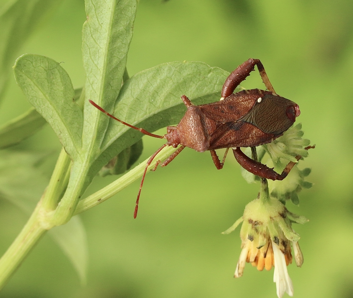 Helmeted Squash Bug - Euthochtha galeator  Eamw leaf-footed bugs,Euthochtha galeator,Florida,Geotagged,Helmeted Squash Bug,Summer,United States