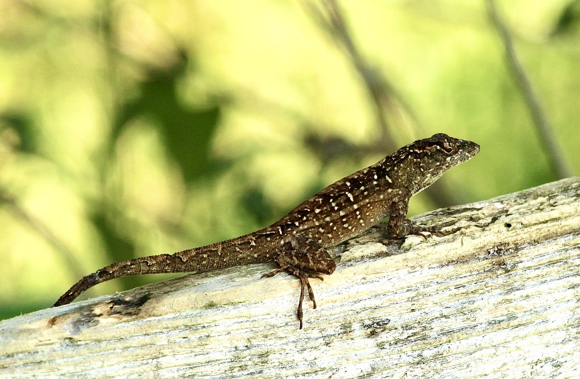 Brown anole - Anolis sagrei  Anolis sagrei,Brown anole,Eamw reptiles,Florida,Geotagged,Summer,United States