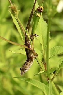 Brown anole - Anolis sagrei Descending from a tree branch. Anolis sagrei,Brown anole,Eamw reptiles,Florida,Geotagged,Summer,United States