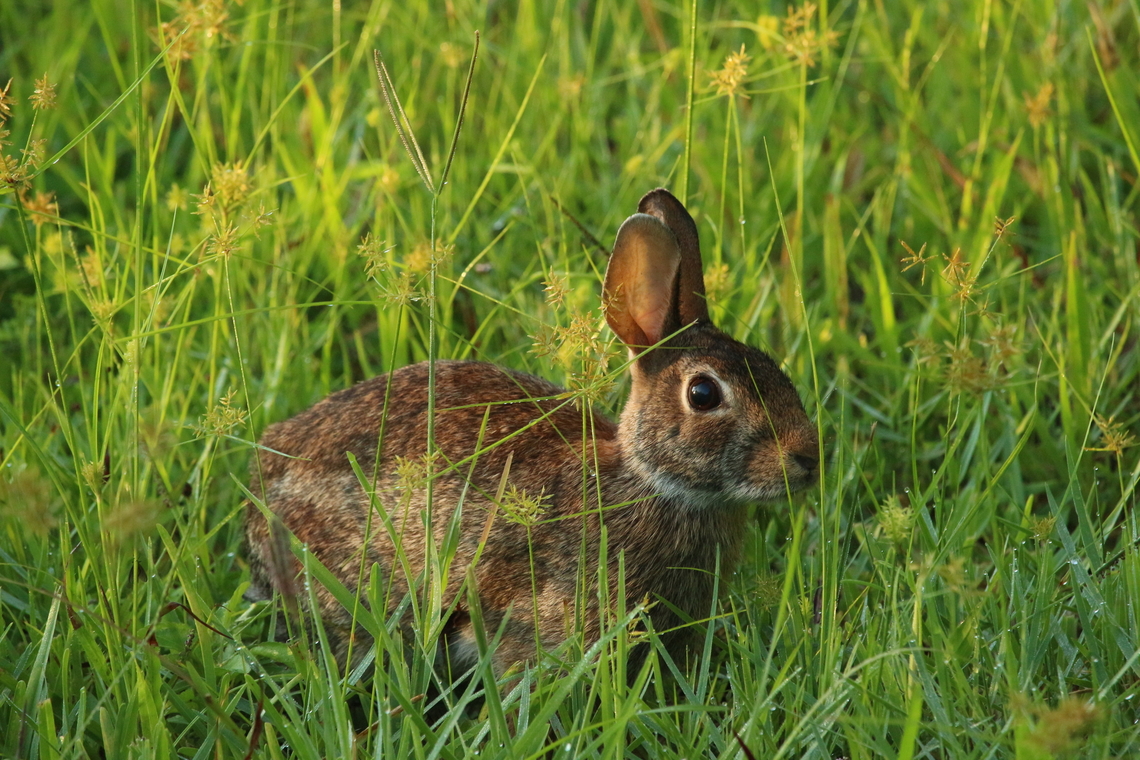 Eastern cottontail - Sylviagus floridanus  Eamw mammals,Eastern cottontail,Florida,Geotagged,Summer,Sylvilagus floridanus,United States