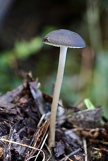 Oudemansiella gigaspora