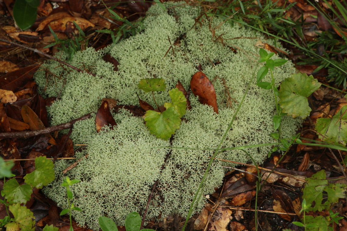 Evans' Deer Moss - Cladonia evansii  Cladonia evansii,Eamw flora,Evans' Deer Moss,Geotagged,Summer,United States