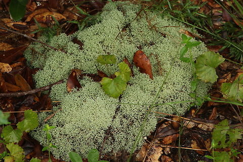 Evans' Deer Moss - Cladonia evansii  Cladonia evansii,Eamw flora,Evans' Deer Moss,Geotagged,Summer,United States