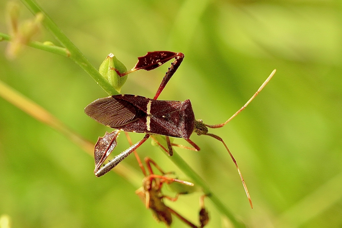 Eastern Leaf-footed Bug - Leptoglossus phyllopus  Eamw leaf-footed bugs,Florida leaf-footed bug,Geotagged,Leptoglossus phyllopus,Summer,United States