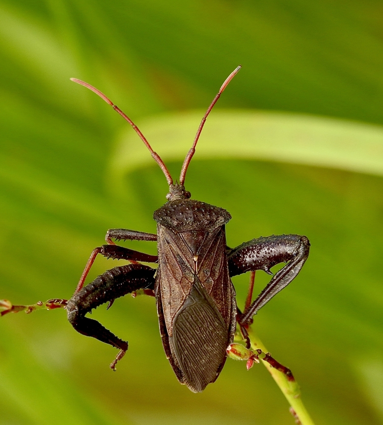 Acanthocephala terminalis  Acanthocephala terminalis,Eamw leaf-footed bugs,Geotagged,Summer,United States