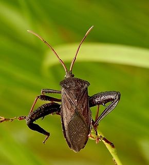 Acanthocephala terminalis  Acanthocephala terminalis,Eamw leaf-footed bugs,Geotagged,Summer,United States