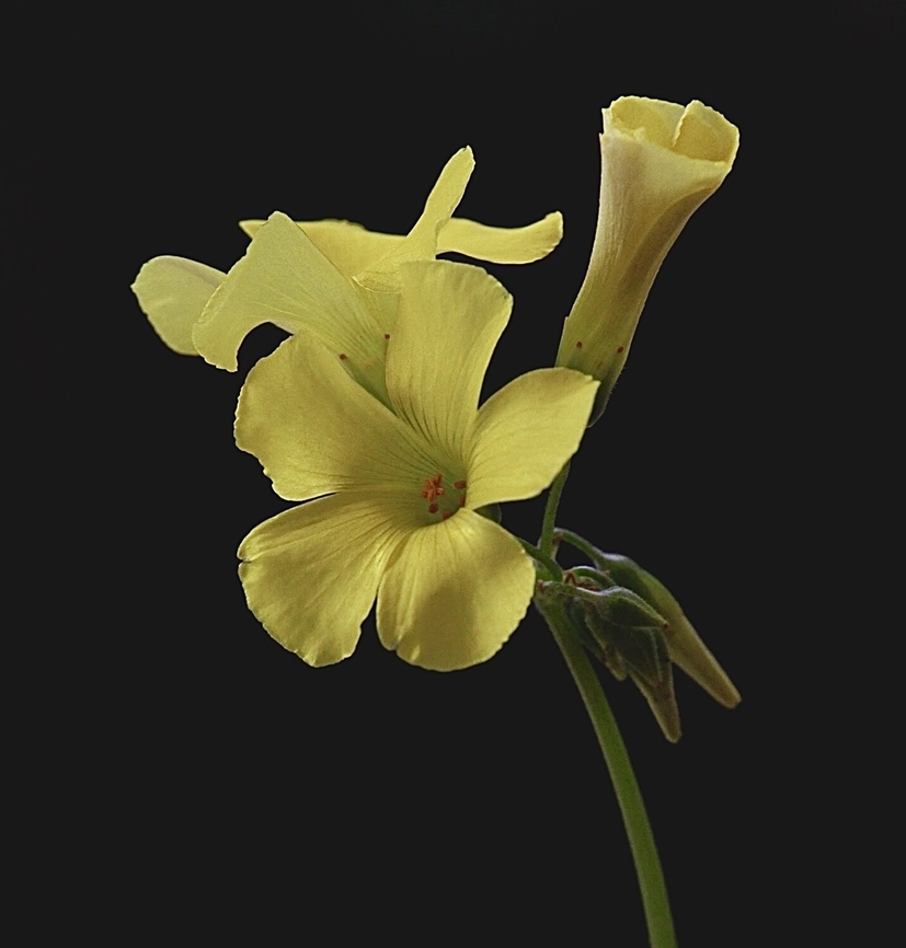 Bermuda buttercup - Oxalis pes-caprae  Australia,Bermuda buttercup,Eamw flora,Fall,Geotagged,Oxalis pes-caprae