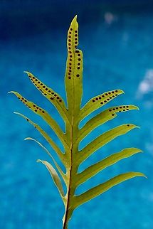 Unidentified fern in Genus Polypodium ( possibly Blechnum nudum) Ripe spores on the underside of the fern leaves. Australia,Eamw flora,Fall,Geotagged