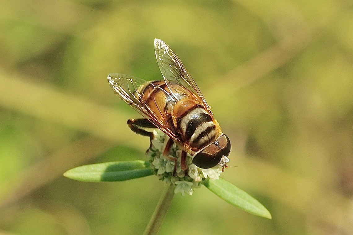 Northern Plushback - Palpada vinetorum  Eamw hover fly,Geotagged,Palpada vinetorum,Summer,United States,eamw flies