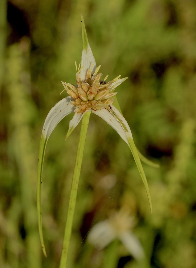White Star Sedge - Rhynchospora colorata  Eamw flora,Geotagged,Rhynchospora colorata,Summer,United States,White Star Sedge