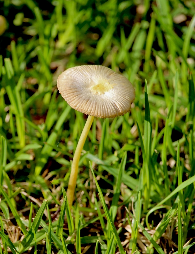 Bolbitius titubans  Australia,Bolbitius titubans,Eamw fungi,Fall,Geotagged
