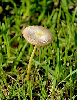 Bolbitius titubans  Australia,Bolbitius titubans,Eamw fungi,Fall,Geotagged