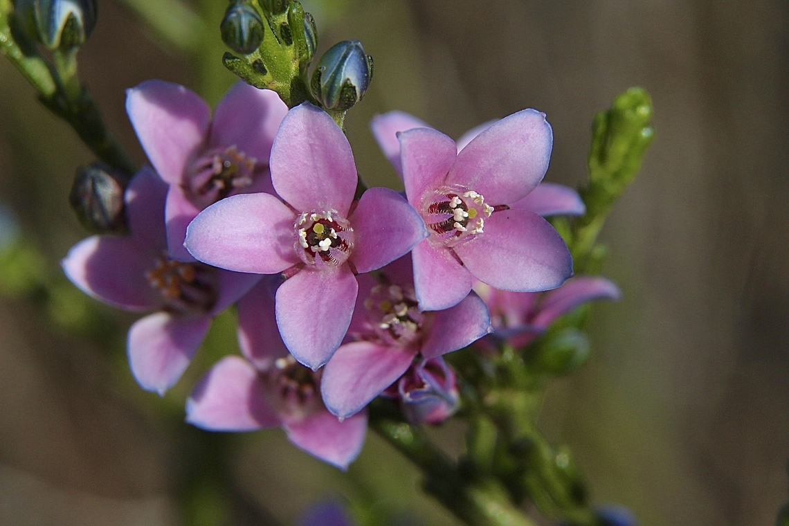 Blue boronia - Cyanothamnus coerulescens Formerly Boronia coerulescens . Australia,Blue boronia,Cyanothamnus coerulescens,Eamw flora,Geotagged,Winter