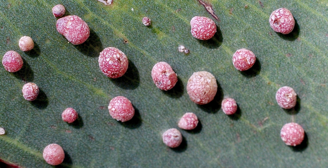 Australian Eucalyptus Leafgall Wasp - Ophelimus maskelli"  Australia,Eamw galls,Geotagged,Ophelimus maskelli,Summer