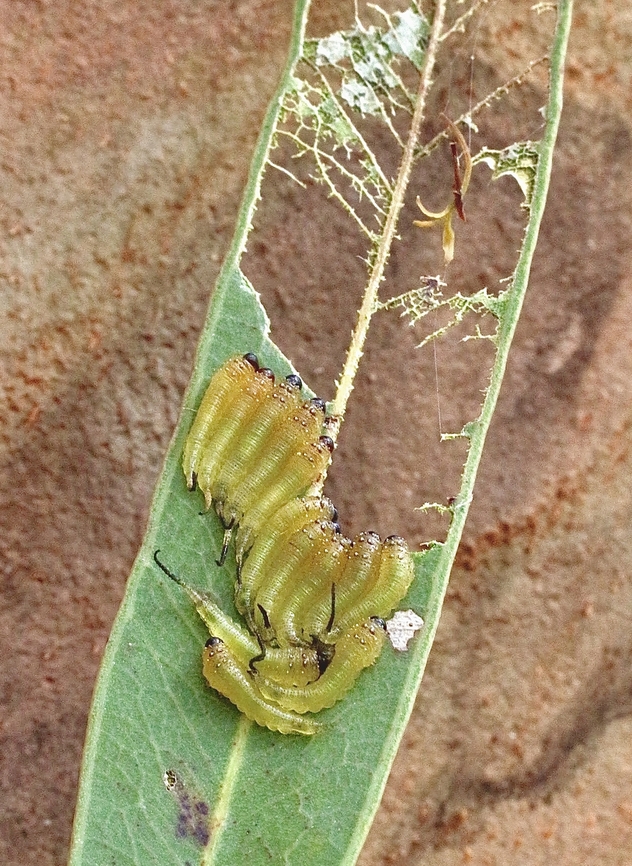 Cattle poisoning Sawfly - Lophyrotoma interrupta  Australia,Cattlepoisoning Sawfly,Eamw sawflies,Geotagged,Lophyrotoma interrupta,Small greasy,Spring