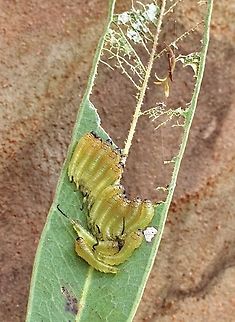 Cattle poisoning Sawfly - Lophyrotoma interrupta  Australia,Cattlepoisoning Sawfly,Eamw sawflies,Geotagged,Lophyrotoma interrupta,Small greasy,Spring