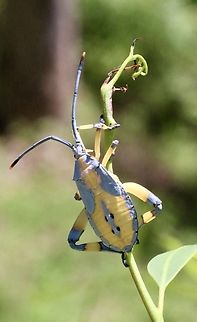 Common gum-tree bug - Amorbus robustus  Amorbus robustus,Australia,Common gum-tree bug,Eamw leaf-footed bugs,Geotagged,Summer