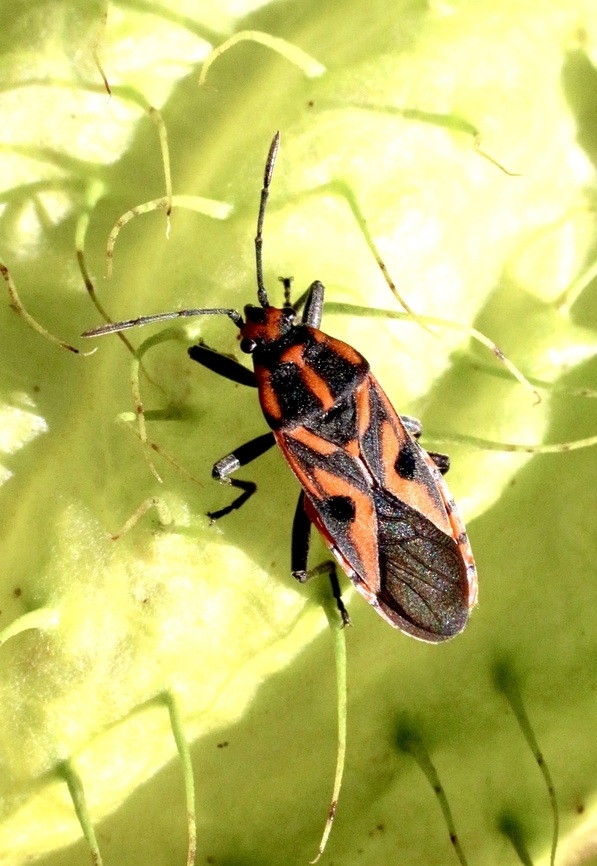 Genus - Spilostethus My identification is Spilostethus pandurus but I can&rsquo;t find any info on its occurrence in Australia. <br />
 Australia,Eamw seed bugs,Geotagged,Spilostethus hospes,Summer