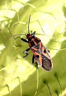 Genus - Spilostethus My identification is Spilostethus pandurus but I can&rsquo;t find any info on its occurrence in Australia. 
 Australia,Eamw seed bugs,Geotagged,Spilostethus hospes,Summer
