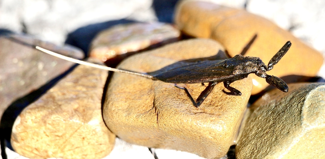 Water scorpion - Laccostrephes tristis  Australia,Eamw aquatic invertebrates,Geotagged,Laccotrephes tristis,Summer