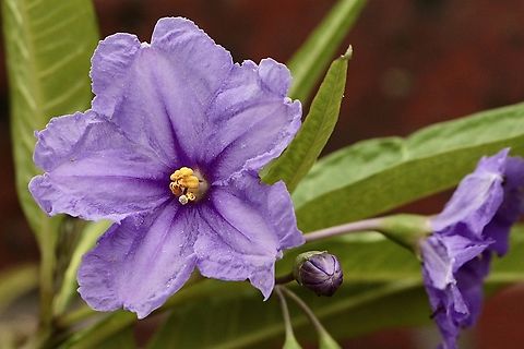 Kangaroo apple - Solanum Solanum laciniatum Australia,Eamw flora,Geotagged,Kangaroo-Apple,Solanum aviculare,Solanum laciniatum,Summer