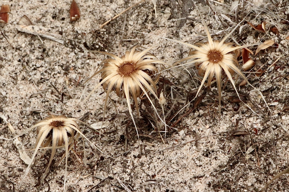 Sticky long heads - Podotheca angustifolia Definitely past their prime time but still beautiful. Australia,Eamw flora,Geotagged,Podotheca angustifolia,Summer