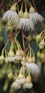 Muggy iron bark - Eucalyptus sideroxylon Australia,Eamw eucalyptus,Eamw flora,Eucalyptus sideroxylon,Fall,Geotagged,Mugga ironbark,red ironbark