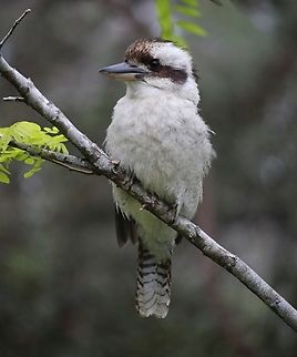 Laughing kookaburra - Dacelo novaeguineae  Australia,Dacelo novaeguineae,Eamw birds,Geotagged,Laughing kookaburra,Phylidonyris novaehollandiae,Spring