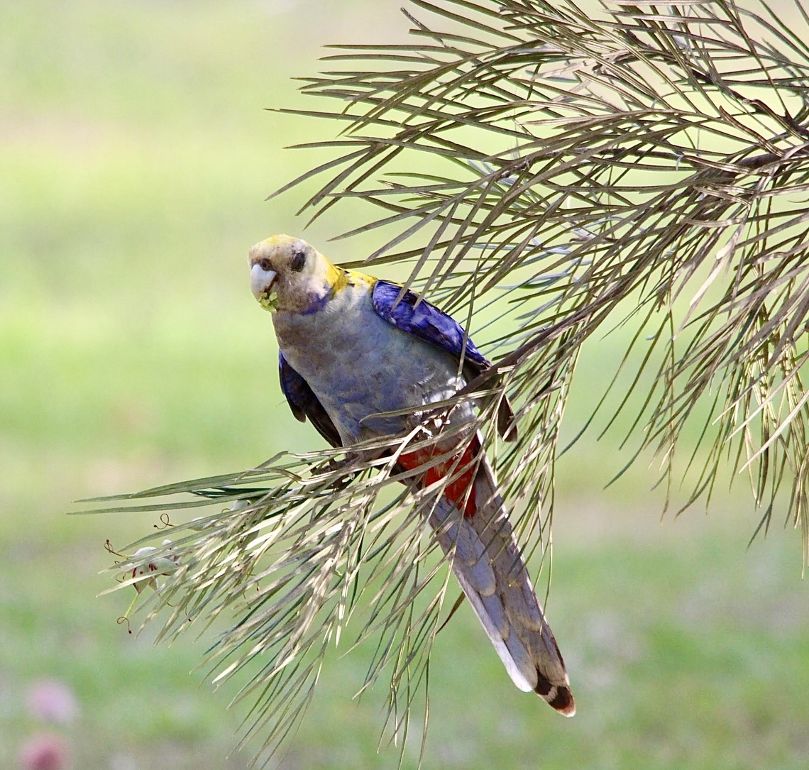 Pale-headed Rosella Platycercus adscitus  Australia,Eamw birds,Geotagged,Pale-headed Rosella,Platycercus adscitus,Spring