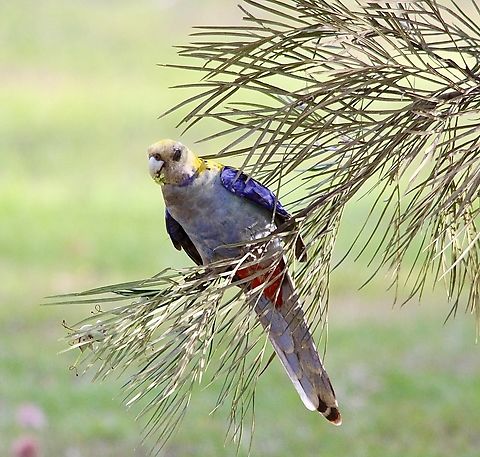 Pale-headed Rosella Platycercus adscitus  Australia,Eamw birds,Geotagged,Pale-headed Rosella,Platycercus adscitus,Spring