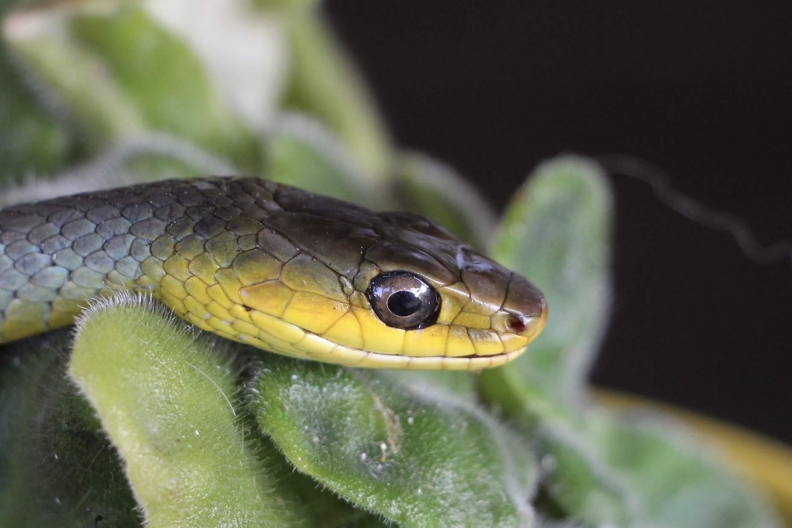 Common Tree Snake    Dendrelaphis punctulatus  Australia,Dendrelaphis punctulatus,Eamw snakes,Geotagged,Spring