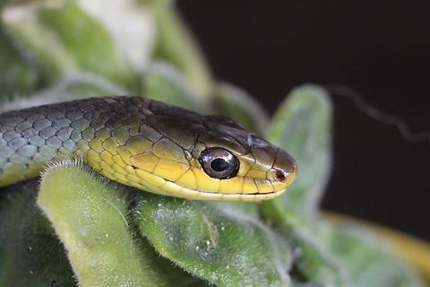 Common Tree Snake    Dendrelaphis punctulatus  Australia,Dendrelaphis punctulatus,Eamw snakes,Geotagged,Spring