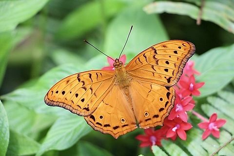 Cruiser - Vindula arsinoe The male of the species. Australia,Cruiser,Eamw butterflies,Geotagged,Spring,Vindula arsinoe