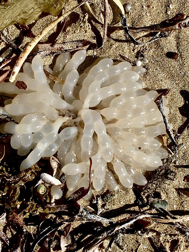 Southern calamari- Sepioteuthis australis Calamari eggs washed up on the beach Australia,Geotagged,Sepioteuthis australis,Summer,eamw marine invertebrates