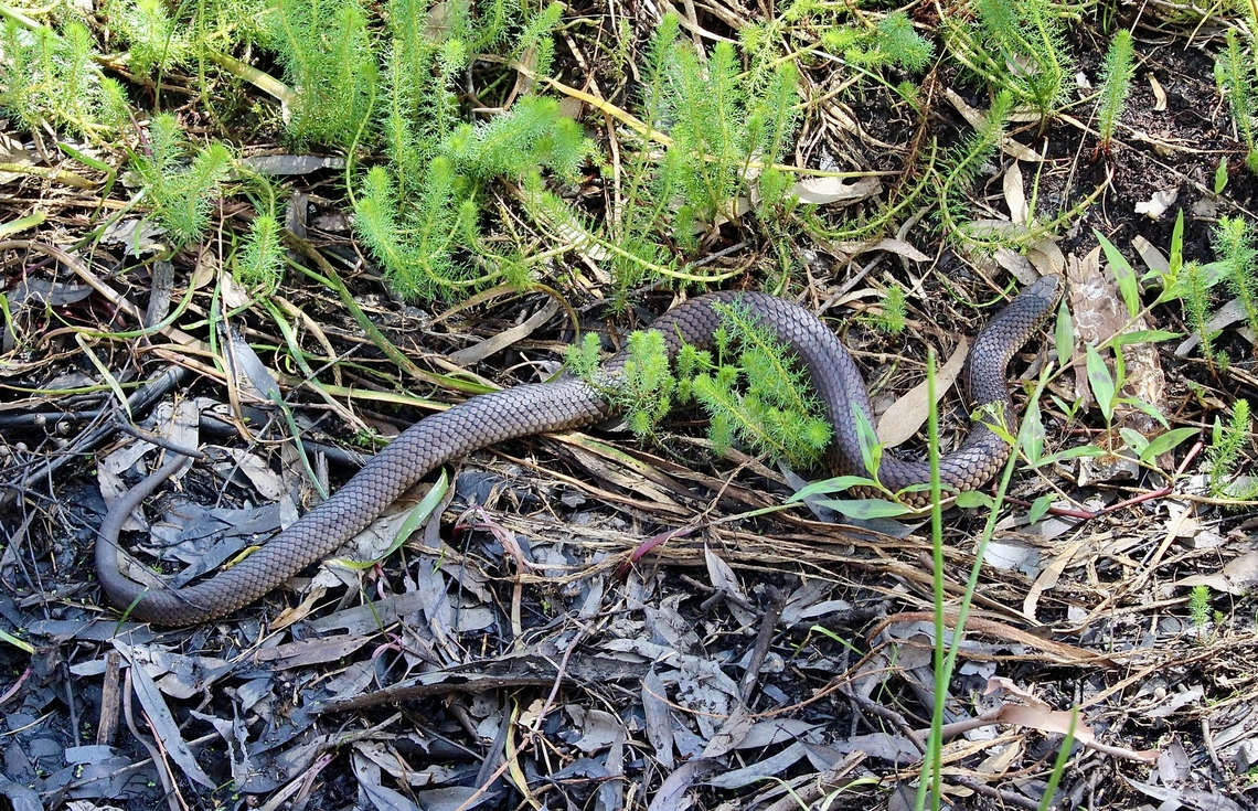 Lowland copperhead - Austrelaps superbus  Australia,Austrelaps superbus,Eamw snakes,Geotagged,Lowland copperhead,Summer