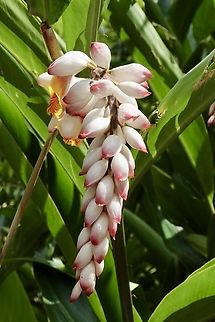 Shell ginger - Alpinia zerumbet Used as an ornamental plant in Australia. Alpinia zerumbet,Australia,Eamw flora,Geotagged,Shell ginger,Spring
