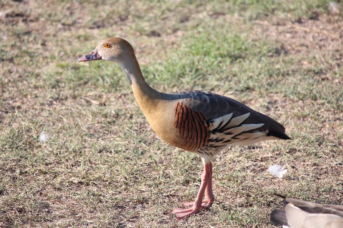 Plumed Whistling Duck - Dendrocygna eytoni  Australia,Dendrocygna eytoni,Eamw birds,Geotagged,Plumed Whistling Duck,Spring