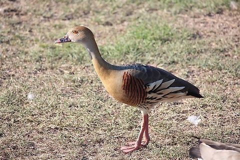 Plumed Whistling Duck - Dendrocygna eytoni  Australia,Dendrocygna eytoni,Eamw birds,Geotagged,Plumed Whistling Duck,Spring