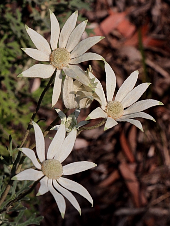 Flannel Flower - Actinotus helianthi  Actinotus helianthi,Australia,Eamw flora,Flannel Flower,Geotagged,Spring