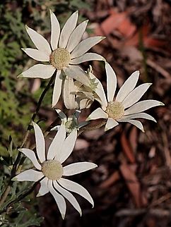 Flannel Flower - Actinotus helianthi  Actinotus helianthi,Australia,Eamw flora,Flannel Flower,Geotagged,Spring