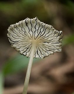 Hare’s foot Inkcap - Coprinopsis lagopus Underside of Hare’s foot Inkcap - Coprinopsis lagopus  Australia,Coprinopsis lagopus,Eamw fungi,Geotagged,Hare's Foot Inkcap,Winter