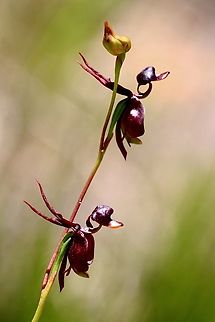Flying Duck Orchid - Caleana major One of the most fascinating Australian native Orchids. Australia,Caleana major,Eamw flora,Eamw orchids,Flying Duck Orchid,Geotagged,Spring