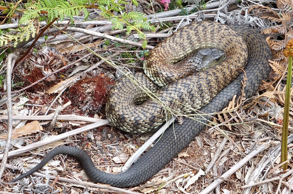 Tiger snake - Notechis scutatus  Australia,Eamw snakes,Geotagged,Notechis scutatus,Tiger snake,Winter