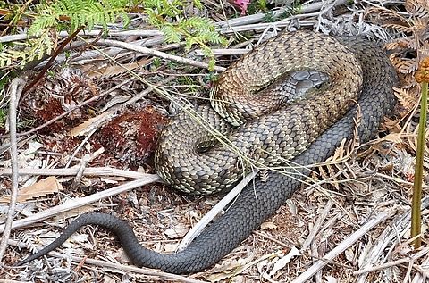 Tiger snake - Notechis scutatus  Australia,Eamw snakes,Geotagged,Notechis scutatus,Tiger snake,Winter